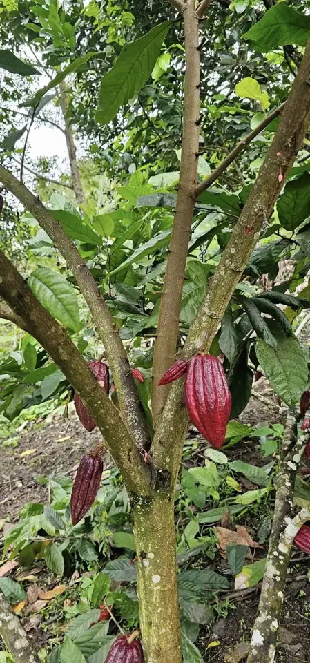 Cacao pods on a Cordillera farm